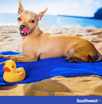 Southwest Air: Win a Trip for You & Your Pet